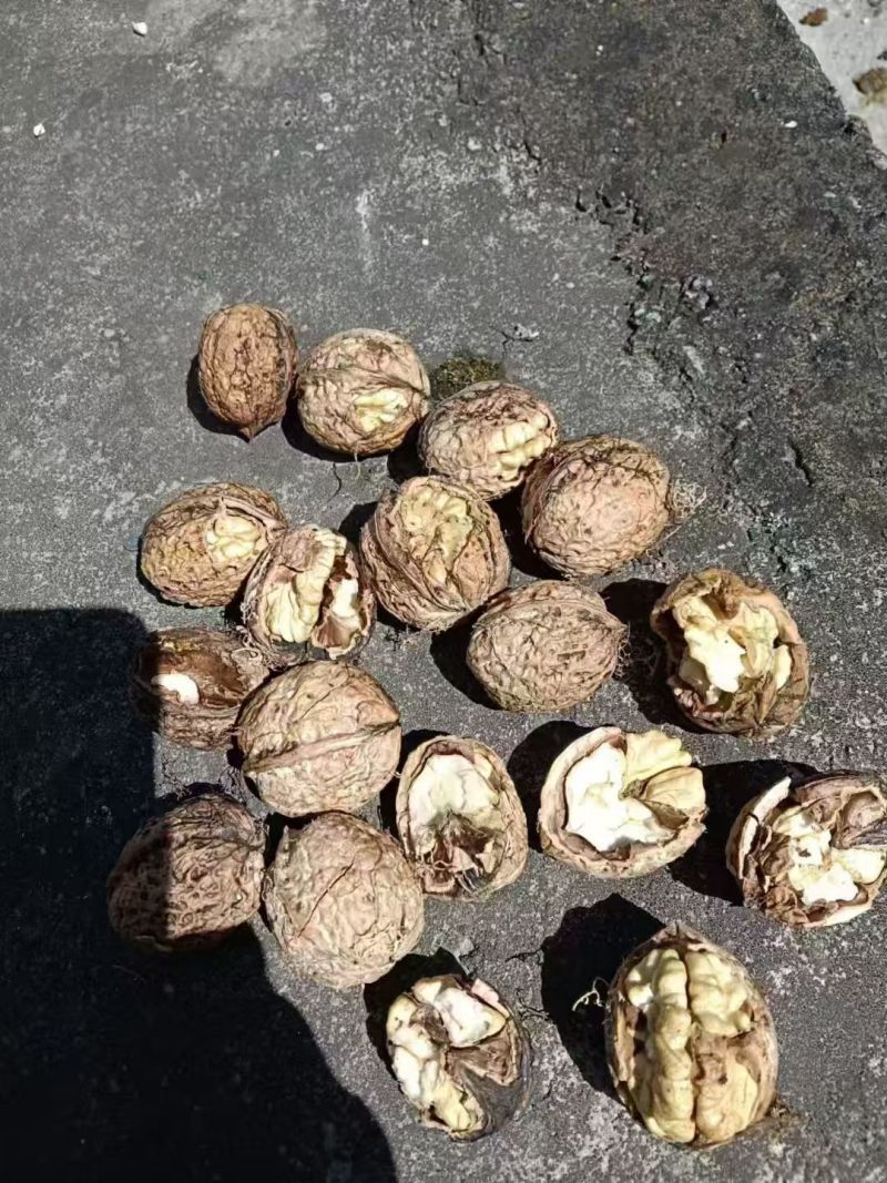 核桃云南高山薄皮核桃——自然原味，颗颗饱满好剥