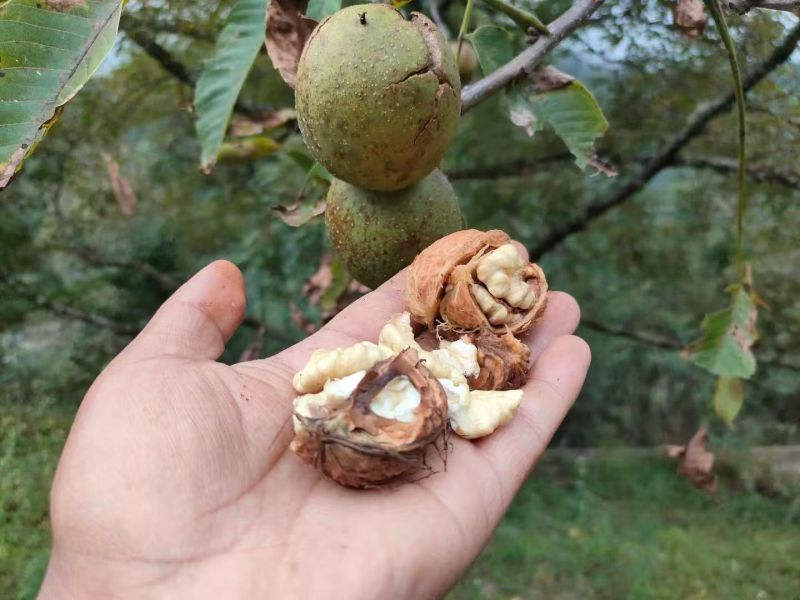 核桃云南高山薄皮核桃——自然原味，颗颗饱满好剥