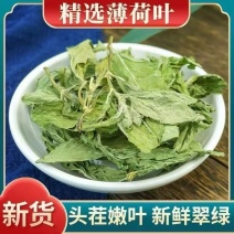 薄荷中药材新货头茬薄荷叶自然晾晒无硫道地药材