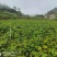 黑橄榄苗
