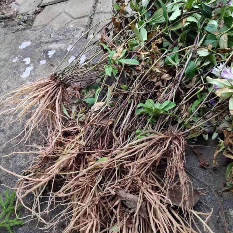 龙胆草中药材整颗龙胆草正品自然晒干真材实料道地药材