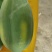 水果，木瓜