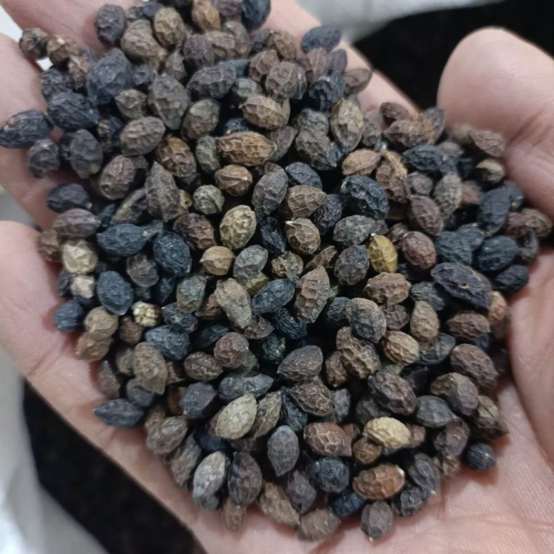 鸦胆子新货中药材鸦胆子无硫品质保证手工挑选