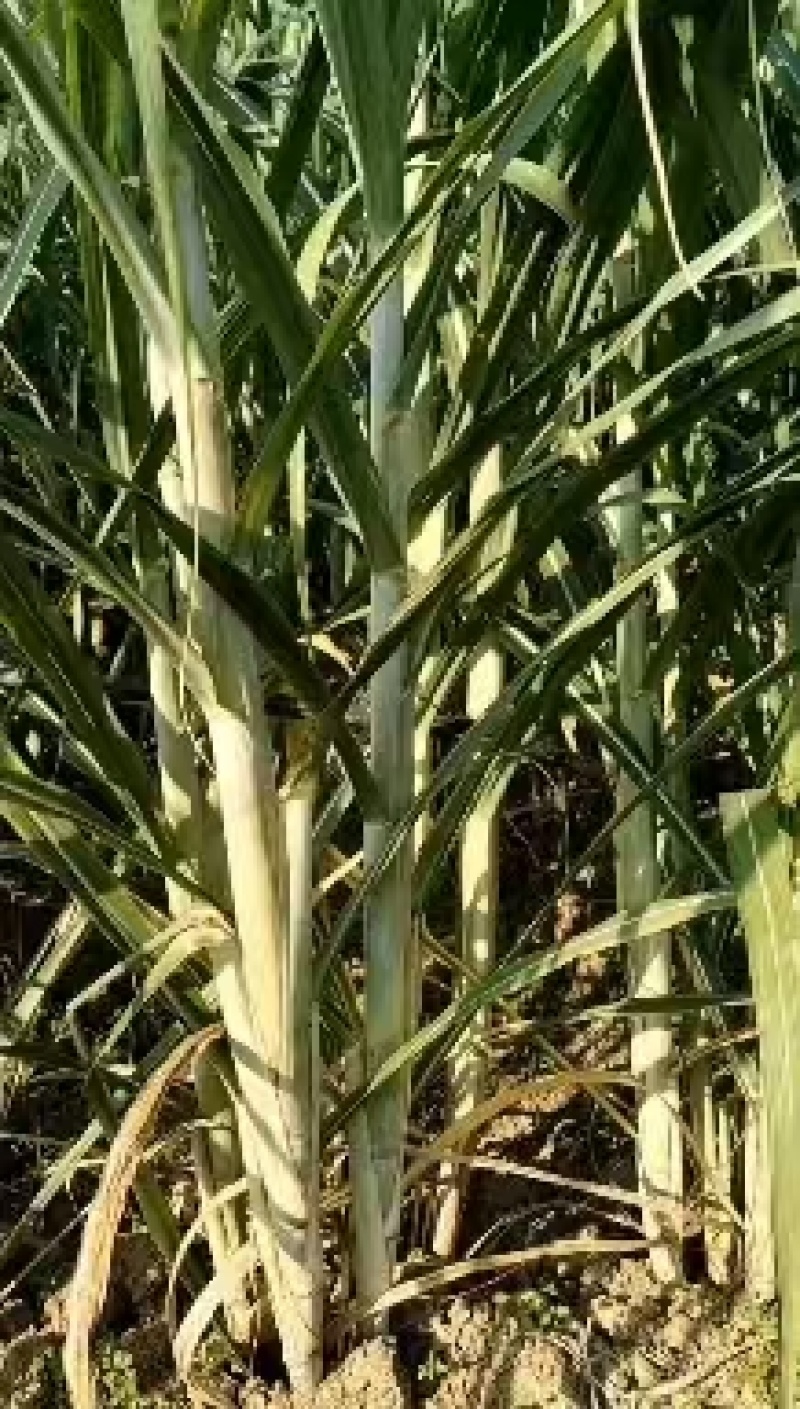 《实力》广西特产黄皮黑皮脱毒一代种苗提供技术指导基地直发