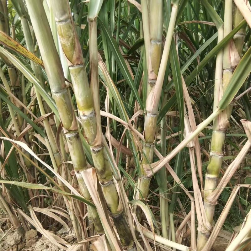 《实力》广西特产黄皮黑皮脱毒一代种苗提供技术指导基地直发