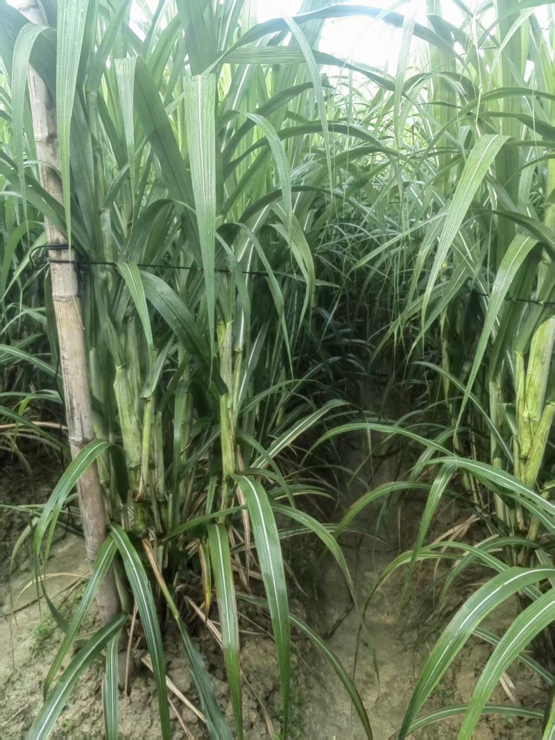 《实力》广西特产黄皮黑皮脱毒一代种苗提供技术指导基地直发