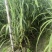 《实力》广西特产黄皮黑皮脱毒一代种苗提供技术指导基地直发