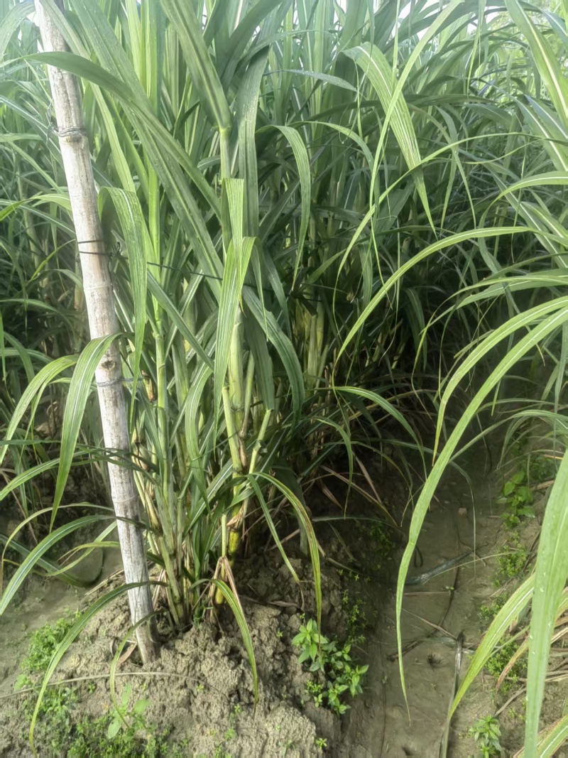《实力》广西特产黄皮黑皮脱毒一代种苗提供技术指导基地直发