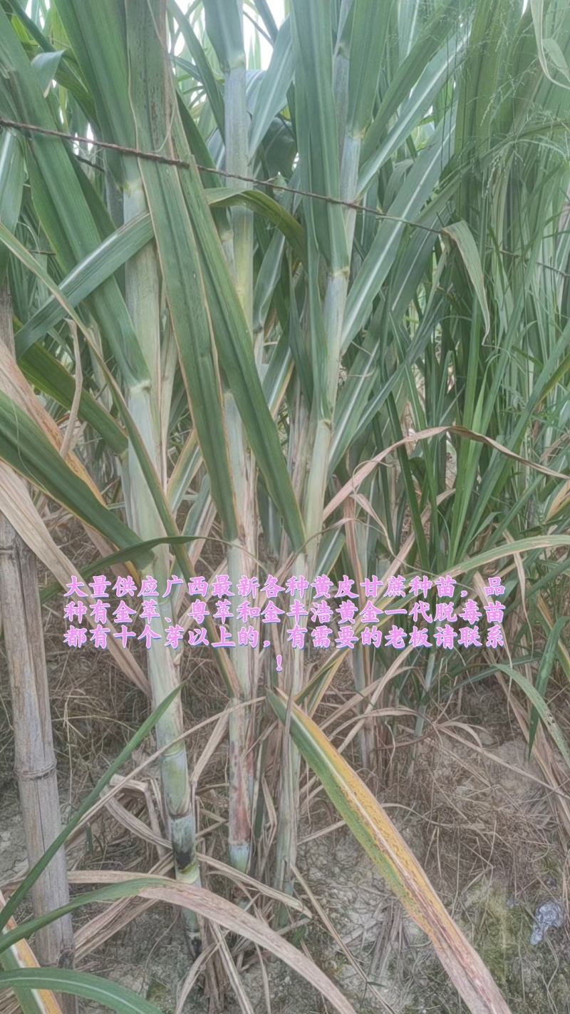 《实力》广西特产黄皮黑皮脱毒一代种苗提供技术指导基地直发