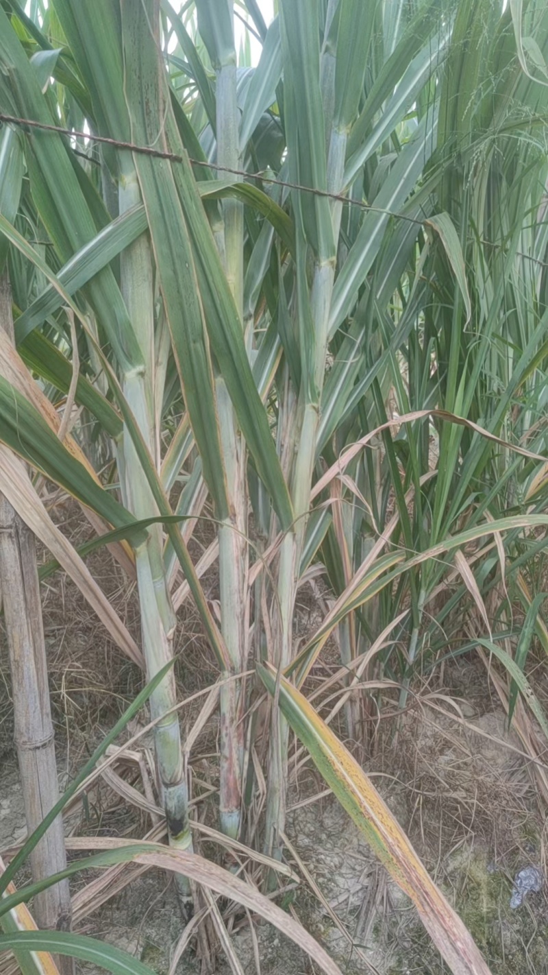 《实力》广西特产黄皮黑皮脱毒一代种苗提供技术指导基地直发