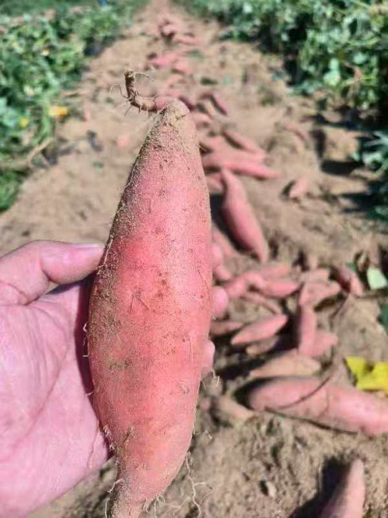 正宗烟台昆嵛山烟薯25上市啦规格1️⃣1-3两，3-8两