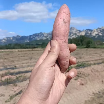 正宗烟台昆嵛山烟薯25上市啦规格1️⃣1-3两，3-8两