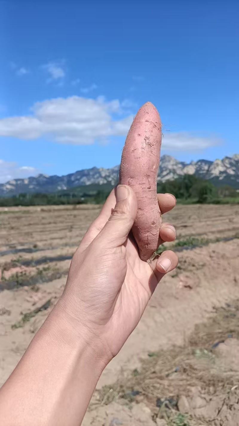 正宗烟台昆嵛山烟薯25上市啦规格1️⃣1-3两，3-8两