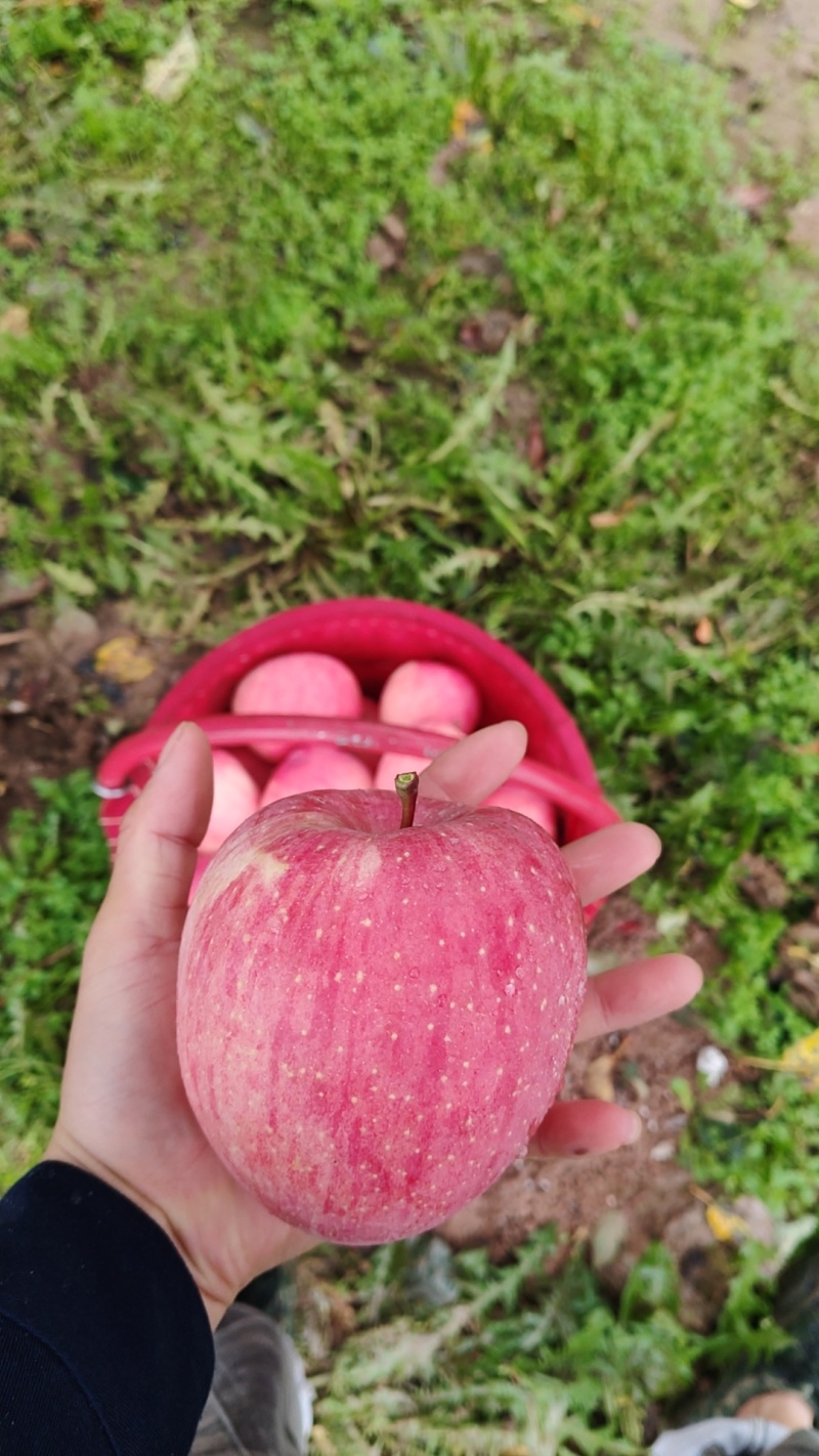 甘肃天水秦安红富士