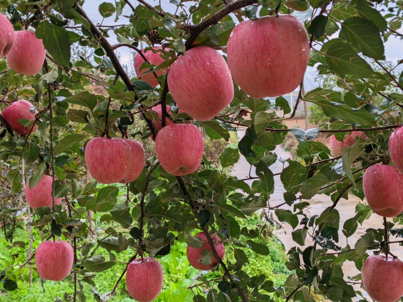 甘肃天水秦安红富士