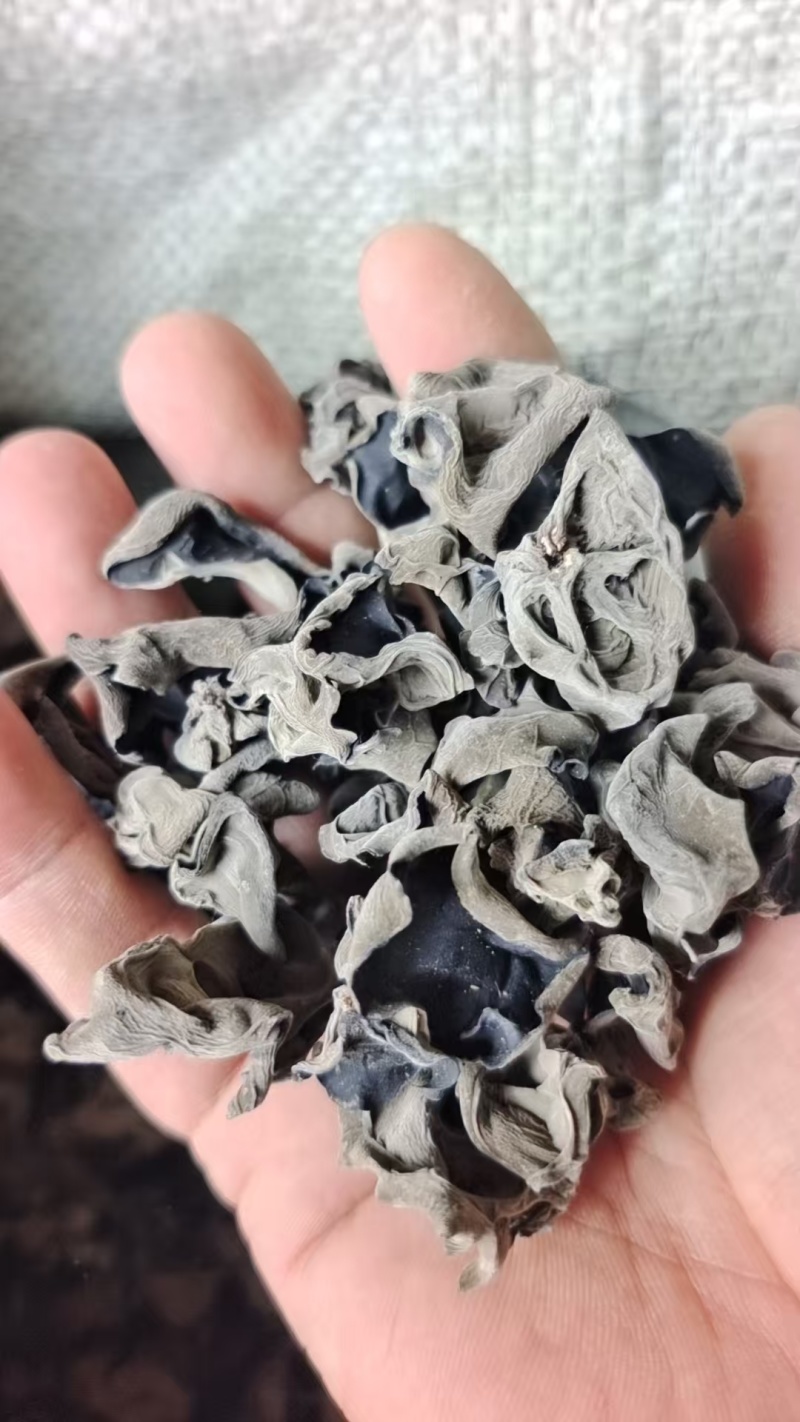 东北黑木耳