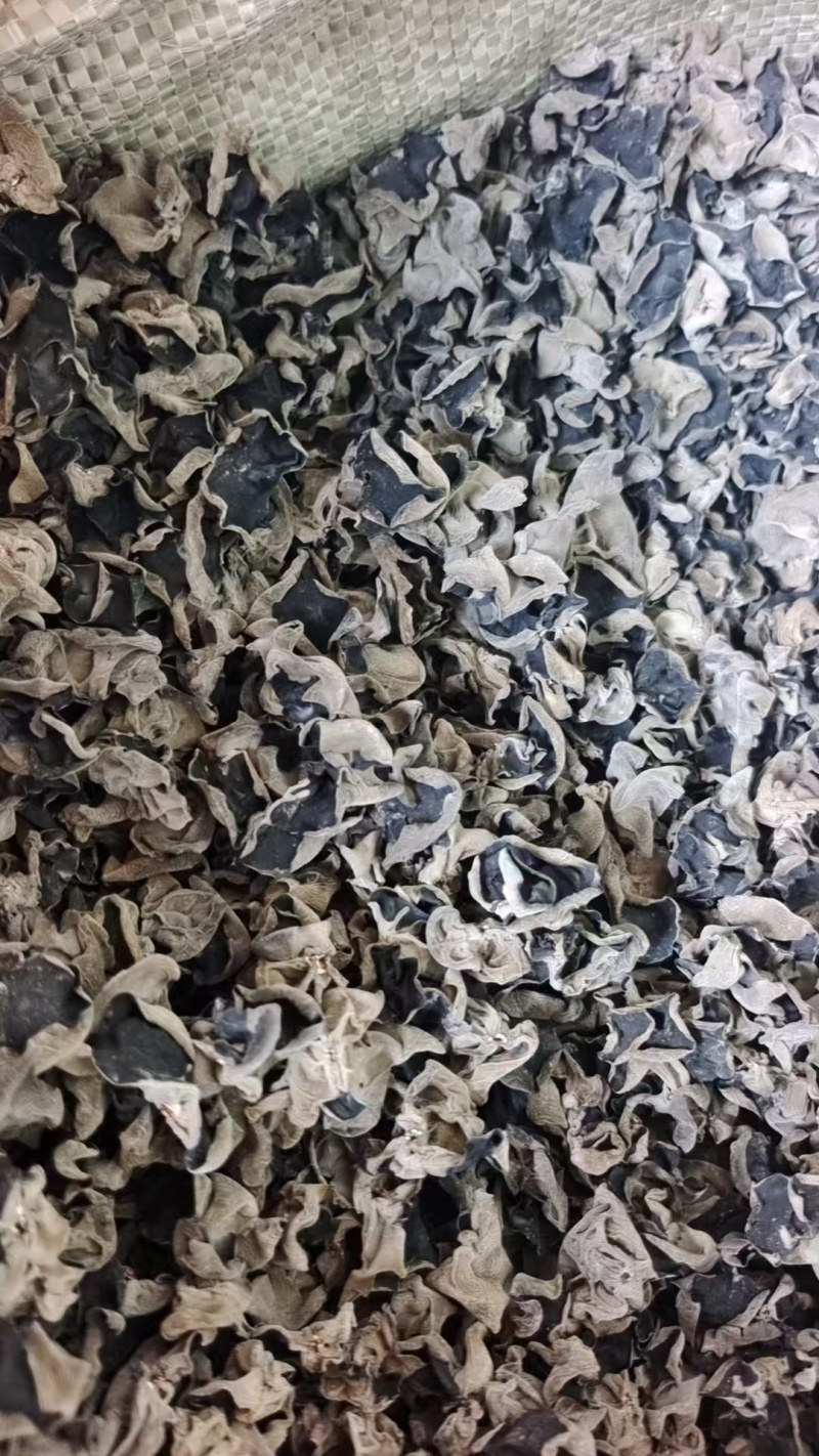 东北黑木耳