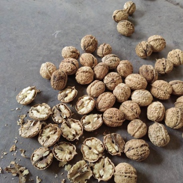 云南纸皮核桃量大无忧