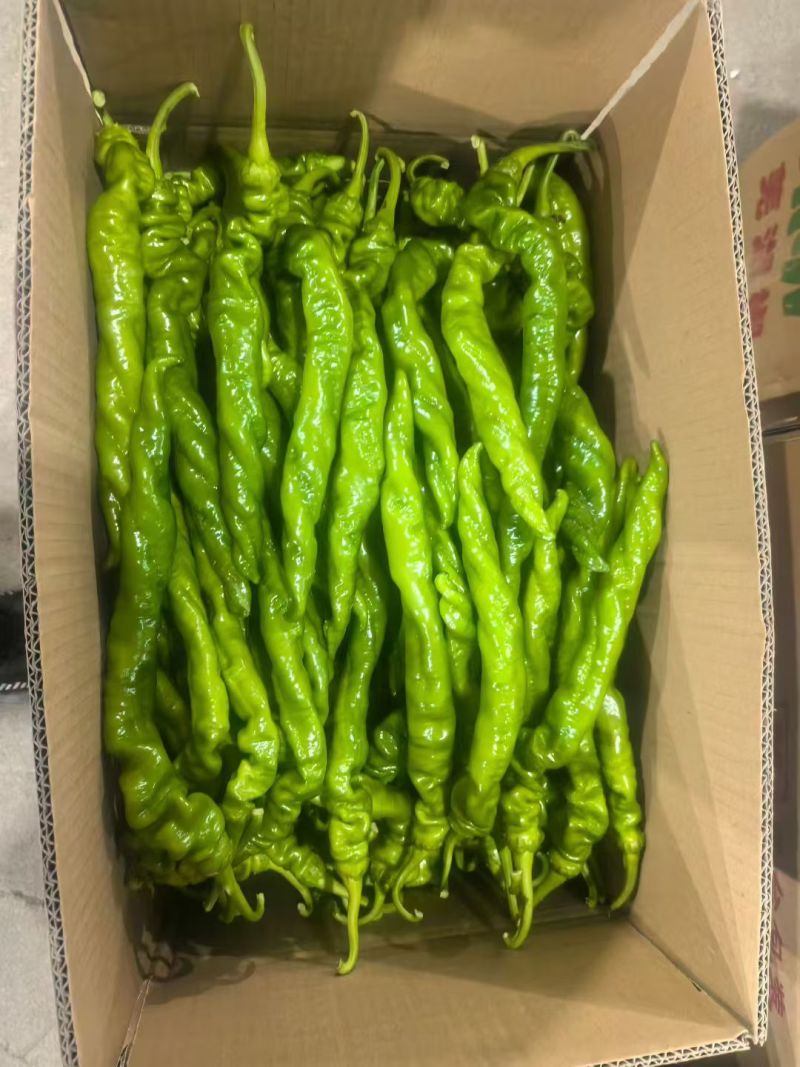 山东费县精品薄皮无胡椒/芜湖椒产地直发量大从优