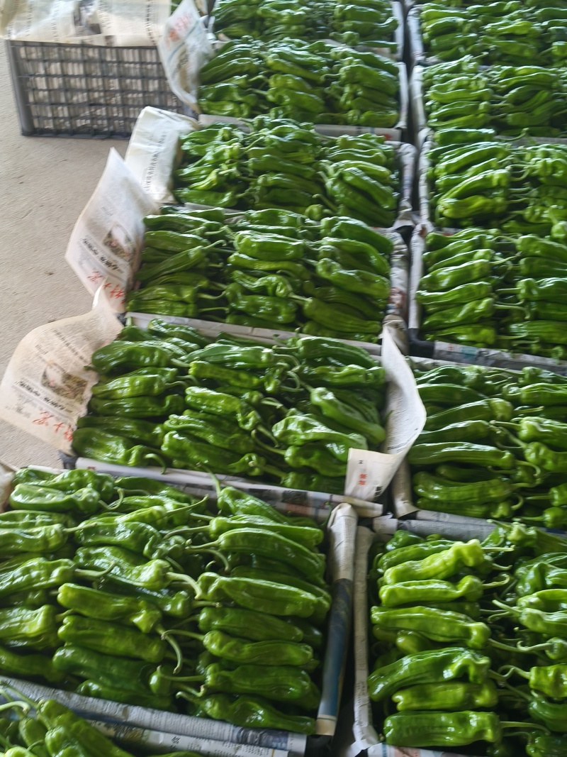 山东费县精品薄皮无胡椒/芜湖椒产地直发量大从优