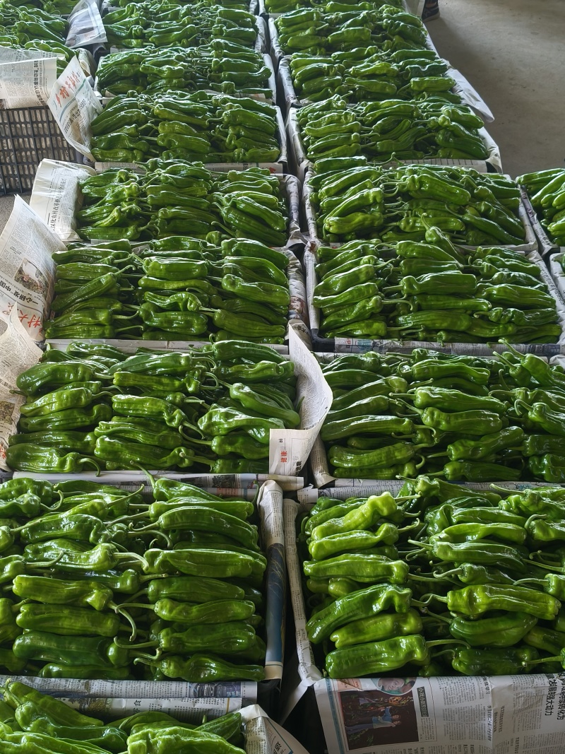 山东费县精品薄皮无胡椒/芜湖椒产地直发量大从优
