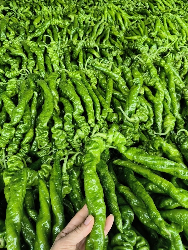 山东费县精品薄皮无胡椒/芜湖椒产地直发量大从优