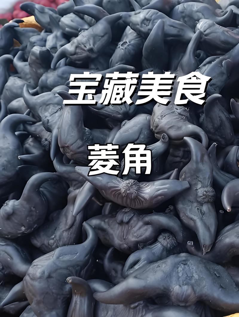 老菱角新鲜现采现发产地直发