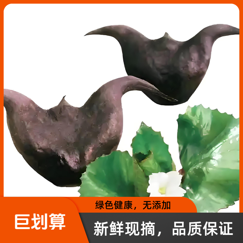 老菱角新鲜现采现发产地直发