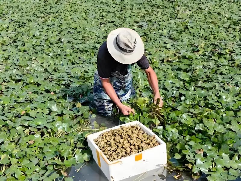 老菱角新鲜现采现发产地直发