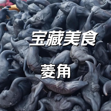老菱角新鲜现采现发产地直发