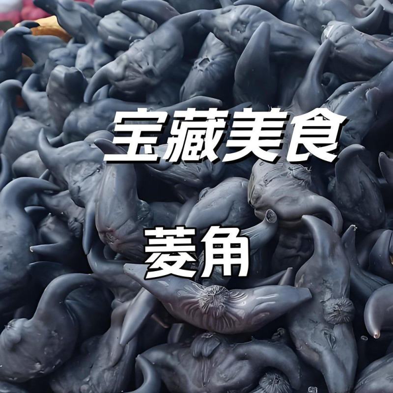 老菱角新鲜现采现发产地直发