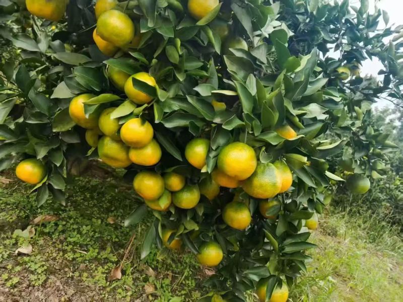 四川优质蜜橘，可看货，现摘现发，诚信经营，质量保证