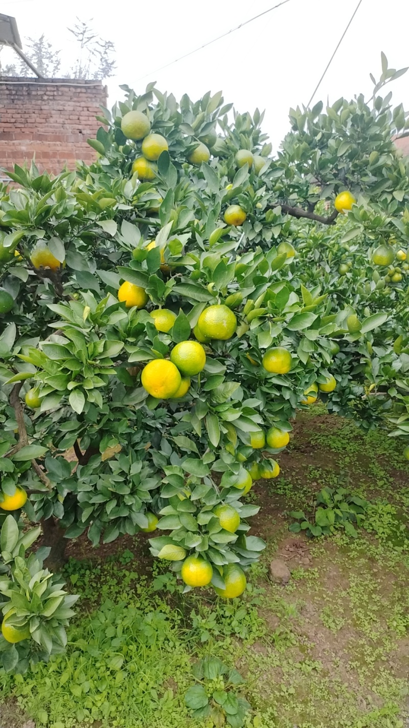 四川优质蜜橘，可看货，现摘现发，诚信经营，质量保证