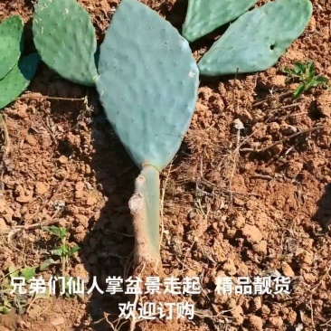 盆景老桩