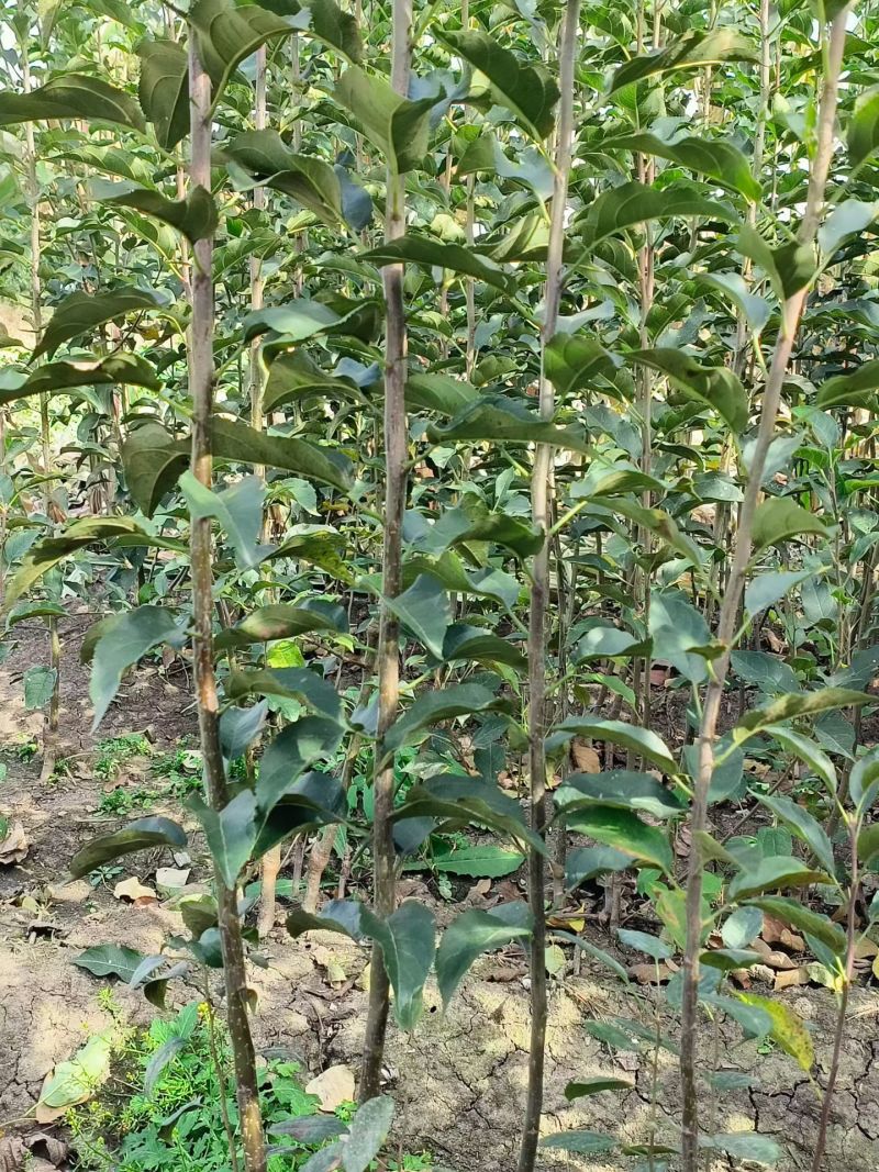 鸡心果苗
