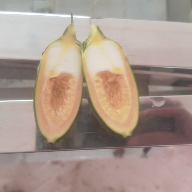 新鲜破口槟榔