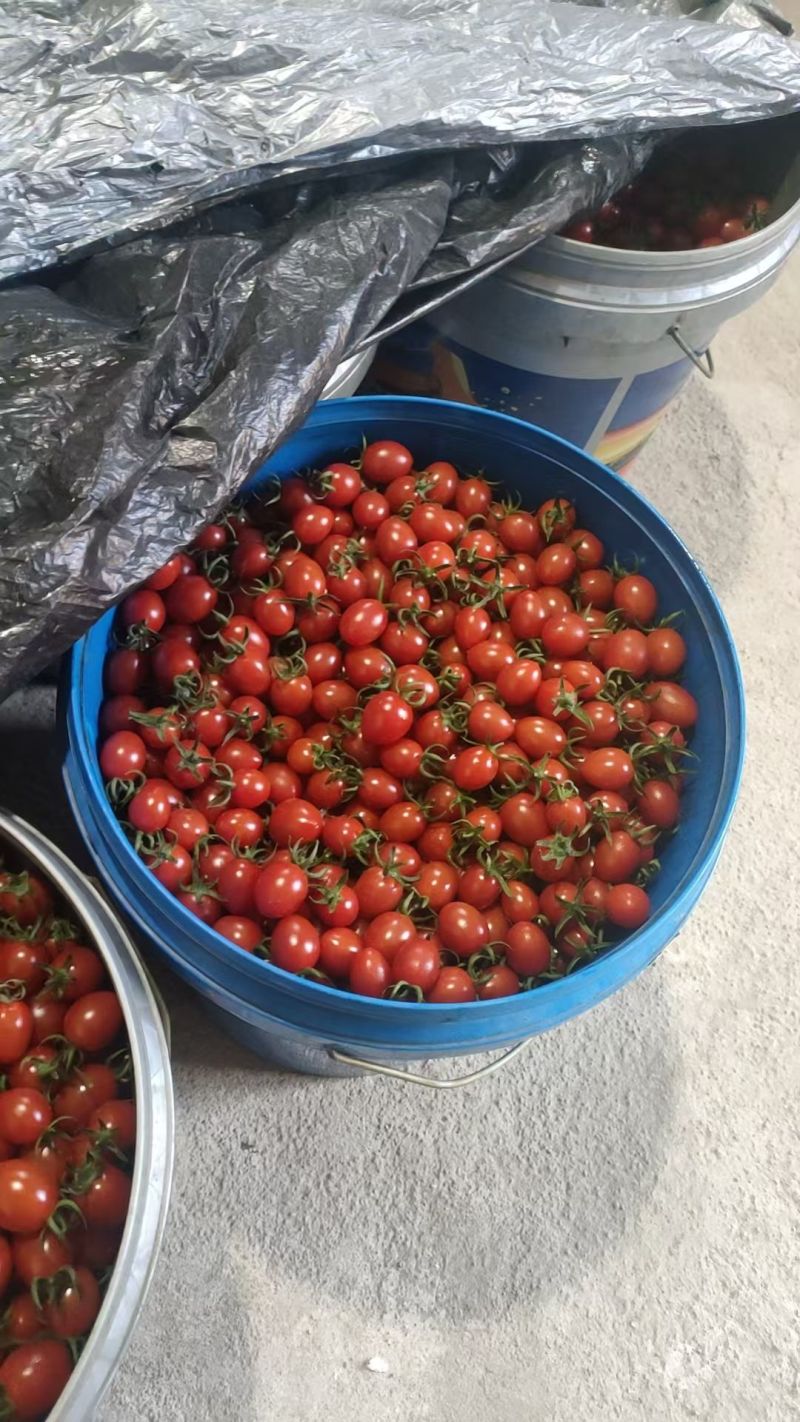 山东口感圣女果柿子产地直销，品质齐全，量大价优，代发全国