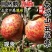 ［一手货源一件代发］四川大凉山盐源丑苹果品质供货