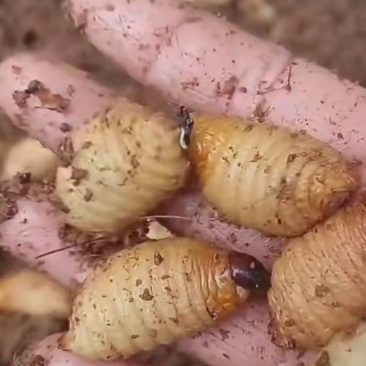 竹虫