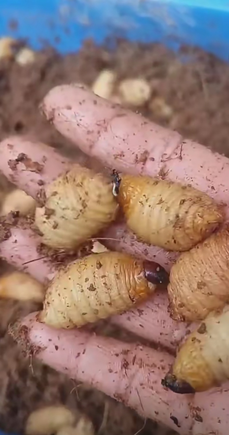 竹虫
