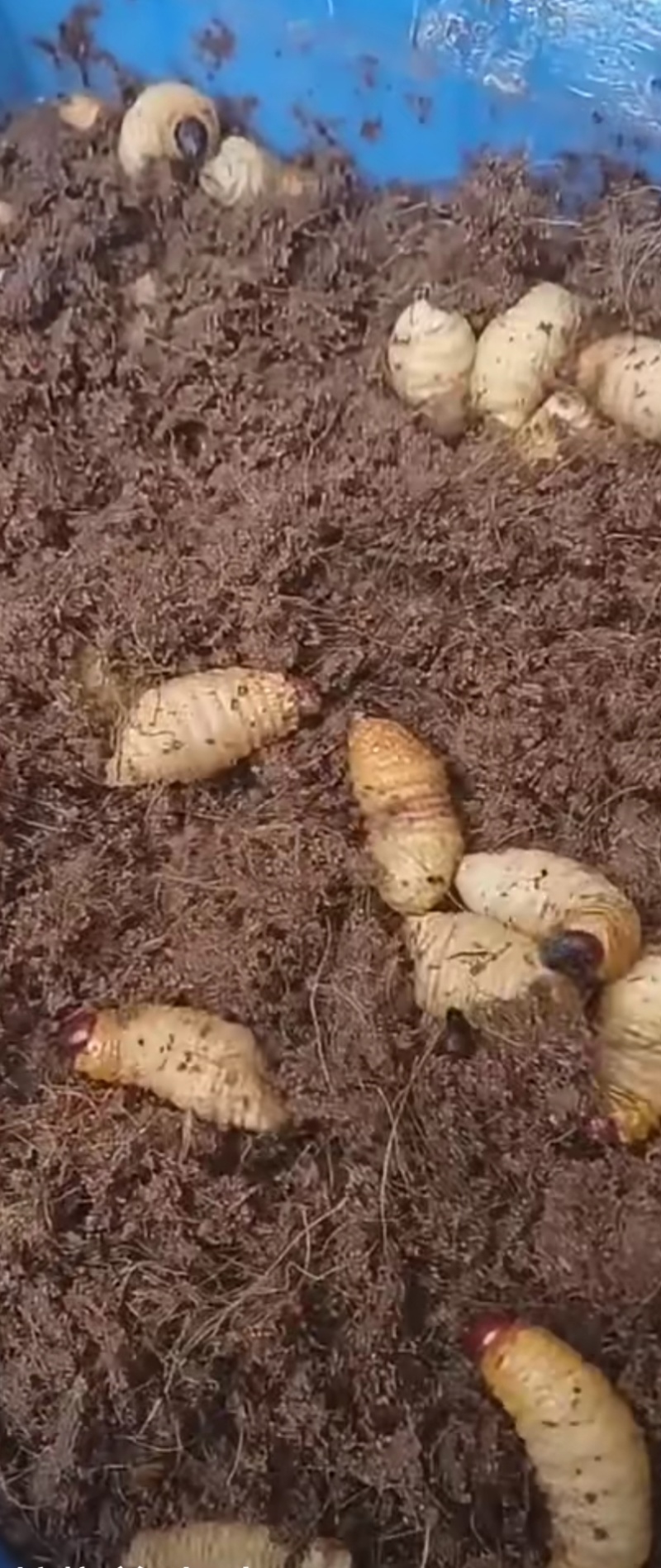 竹虫