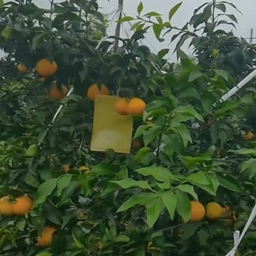 爱媛