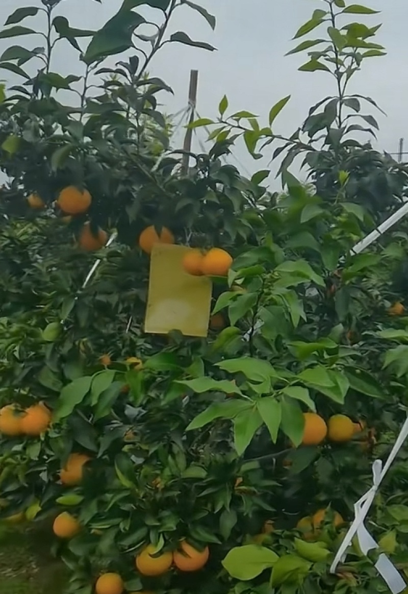 爱媛