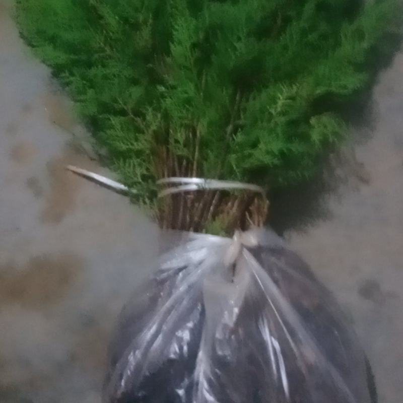 黑松侧柏油松苗木