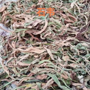 石韦中药材石苇草石伟中草药无硫新货中药石苇草