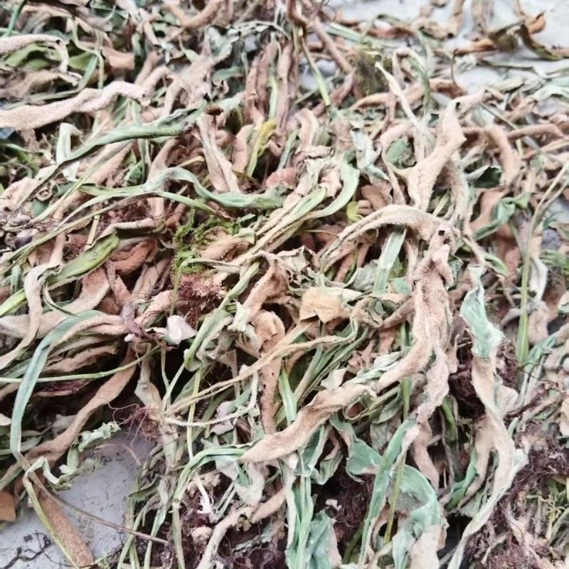 石韦中药材石苇草石伟中草药无硫新货中药石苇草