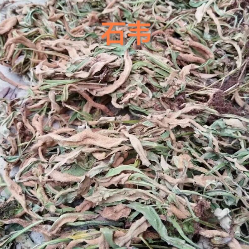石韦中药材石苇草石伟中草药无硫新货中药石苇草