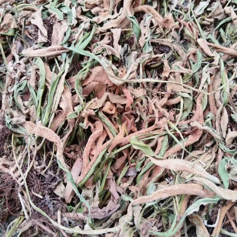 石韦中药材石苇草石伟中草药无硫新货中药石苇草