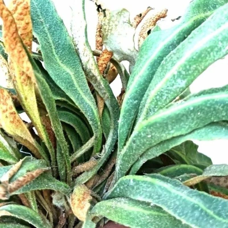 石韦中药材石苇草石伟中草药无硫新货中药石苇草