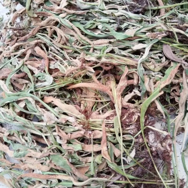 石韦中药材石苇草石伟中草药无硫新货中药石苇草